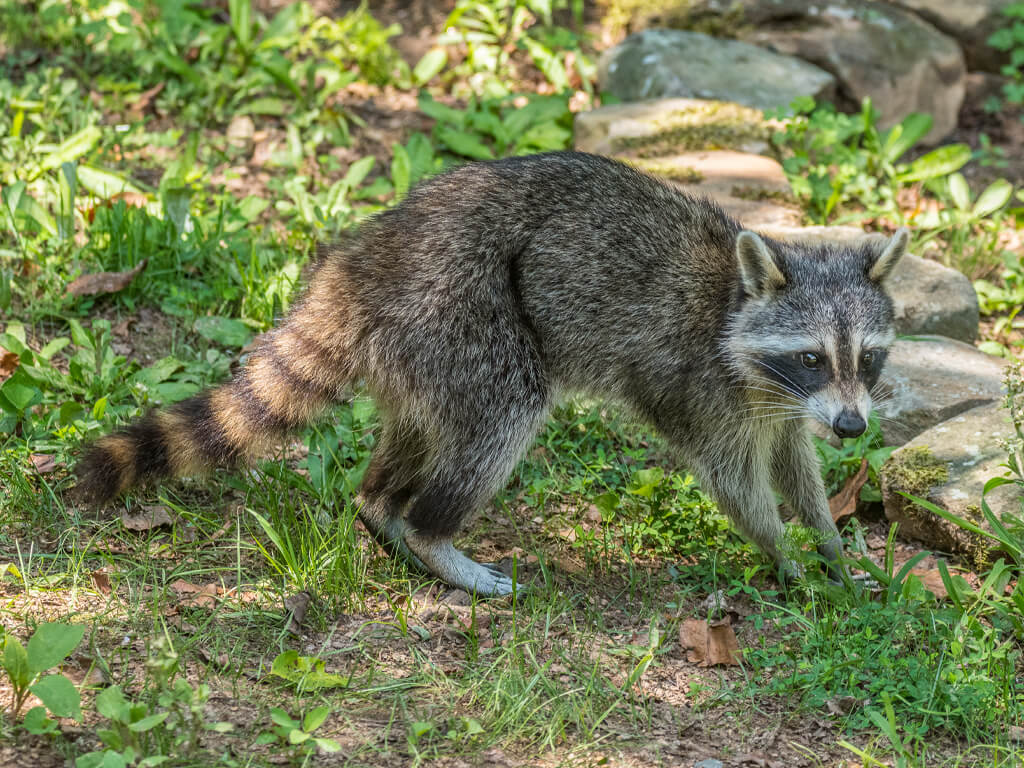 Raptor Pest Control Services