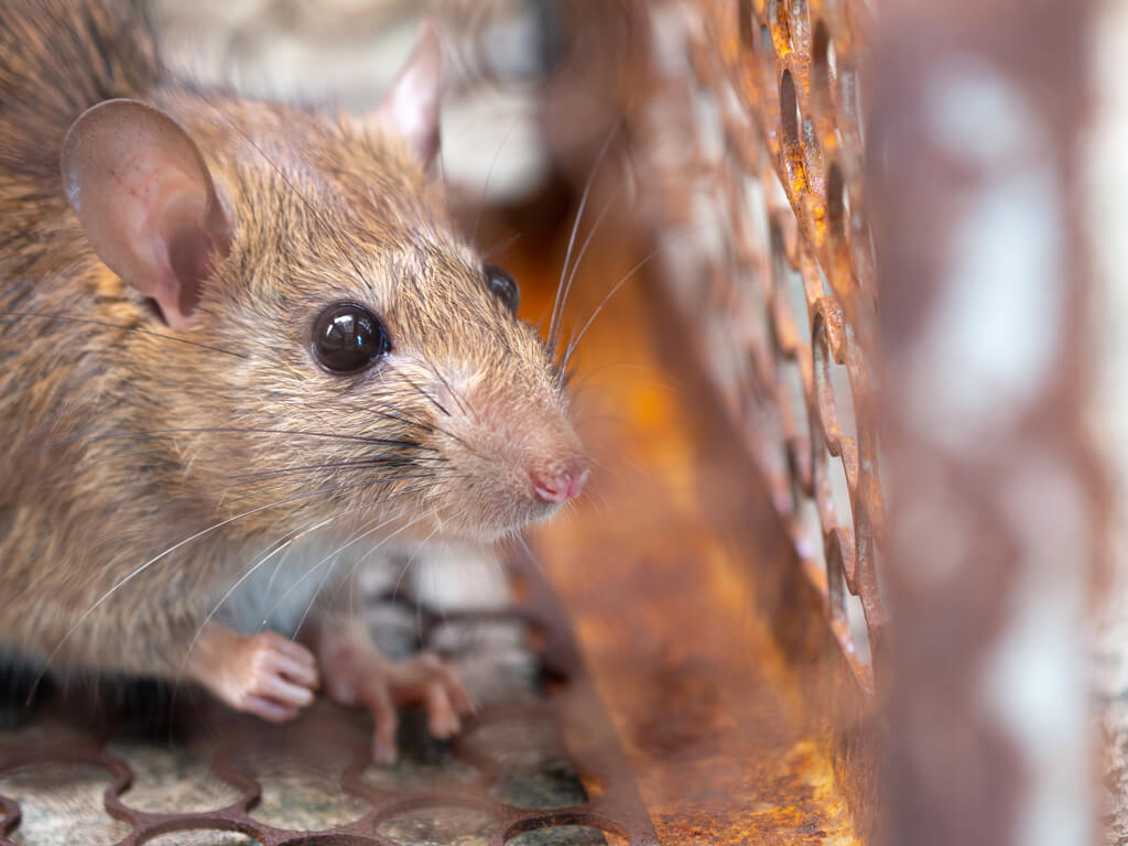 Commercial Pest Control