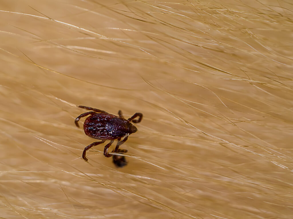 Residential Pest Control