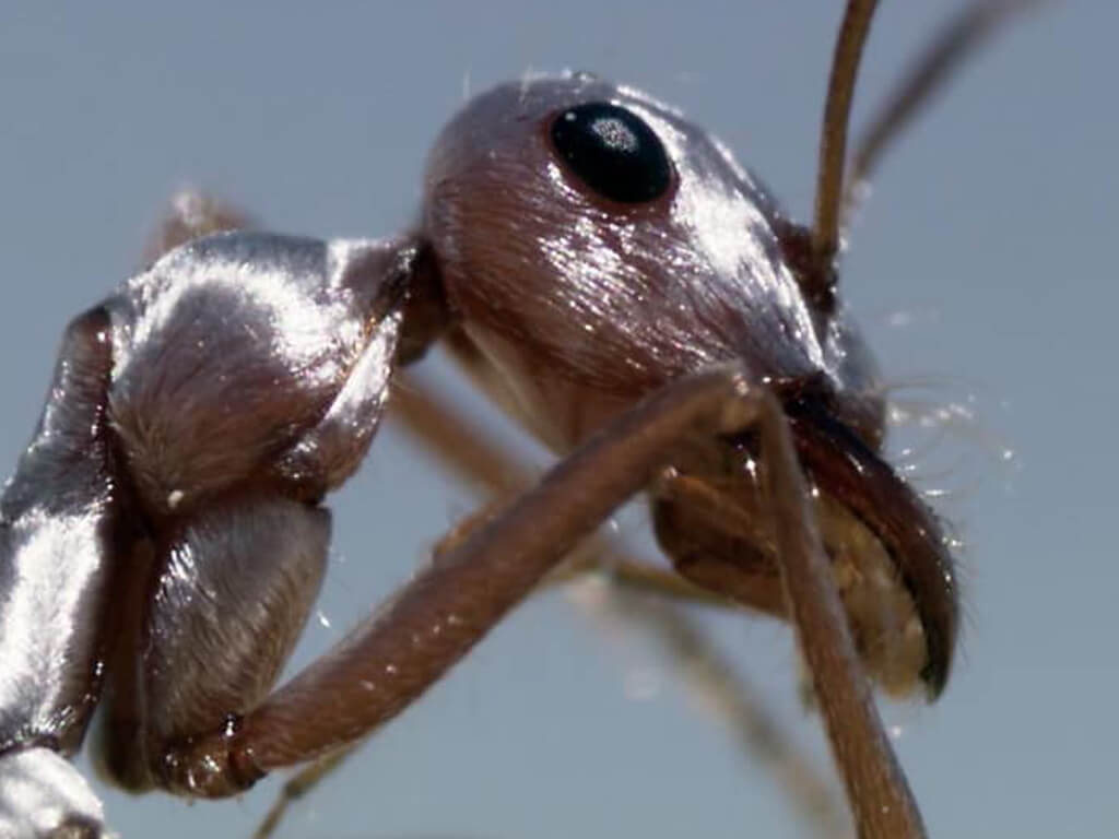 Residential Pest Control