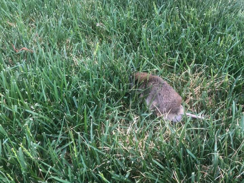 Residential Pest Control