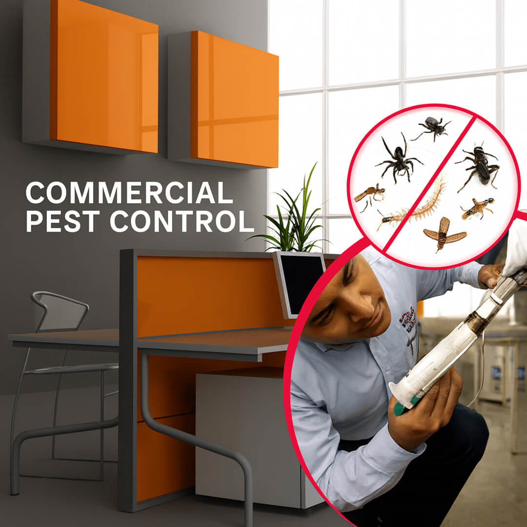 Commercial pest management for businesses